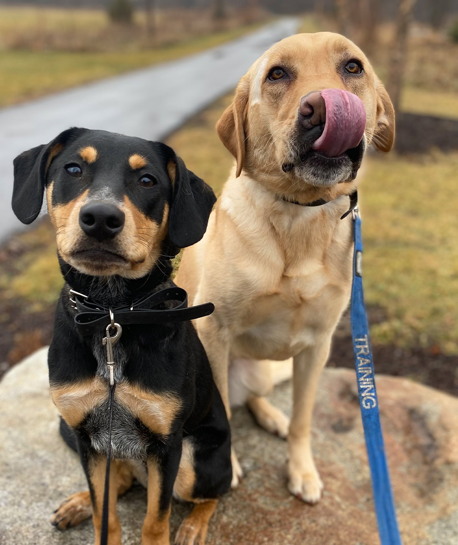 Dean Katharine Strunk's two dogs, Rottweiler Ollie and Golden Labrador Retriever Dodger sit on a large boulder together